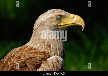 La membrana nictitating copre l'occhio di un aquila di mare o bianco-tailed Eagle (Haliaeetus albicilla) Foto Stock