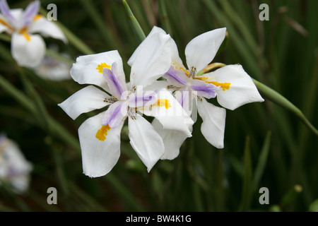 Grande iris selvatici, Fairy Iris, Dietes grandiflora, Iridaceae. Pellegrino di riposo - Mpumalanga in Sudafrica. Foto Stock