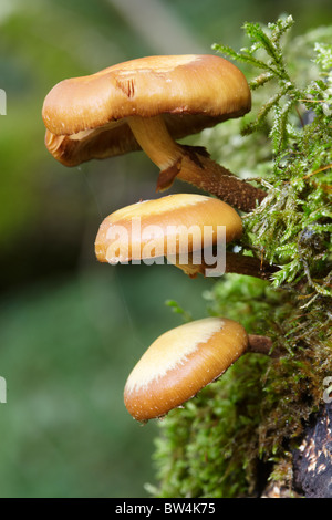 Ciuffo di zolfo funghi che crescono su albero morto Foto Stock