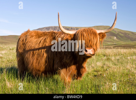 Scottish highland mucca Foto Stock