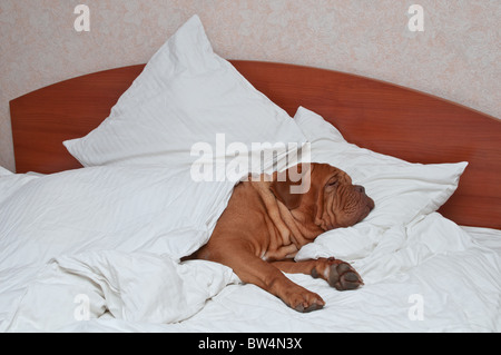 Un enorme cane dorme sul letto del padrone Foto Stock