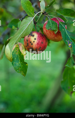 Apple ticchiolatura (Venturia inaequalis) su falstaff mele che crescono in un frutteto. Foto Stock