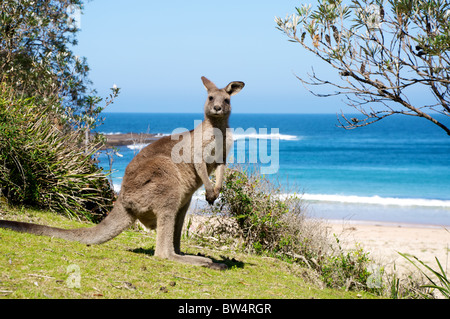 Canguro australiano su una chiazza di erba di fronte alla spiaggia con il mare come sfondo. Foto Stock