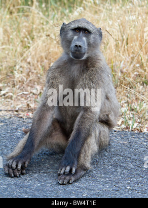 Chacma baboon presso il capo il parco nazionale di Cape Town, Sud Africa Foto Stock