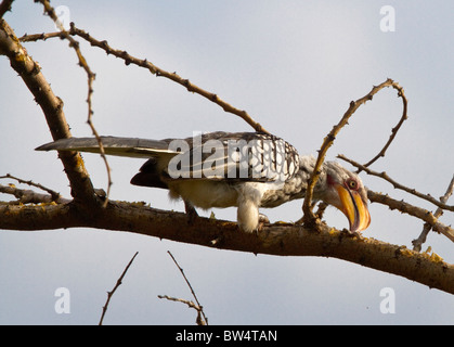 Southern Yellow-fatturati hornbill (Tockus leucomelas) con la preda (un bruco) Foto Stock