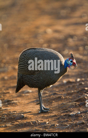 Helmeted faraona (Numida meleagris) Foto Stock