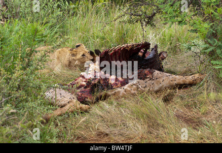 Giovani lion (Panthera leo) alimentazione sulla carcassa in decomposizione di una giraffa (Giraffa camelopardis) che è coperto dalle mosche Foto Stock