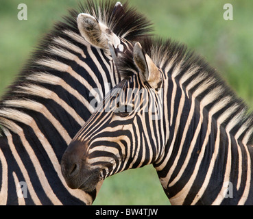 Le pianure zebra (Equus quagga) precedentemente noto come Burchell's zebra (Equus burchelli) Foto Stock