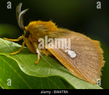 La tignola non identificato dalla famiglia lasiocampidae, probabilmente maschio (dall'antenna) Foto Stock