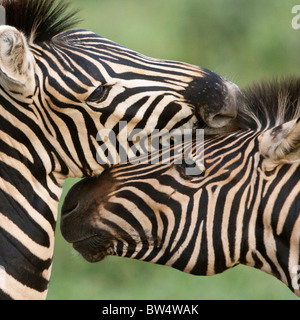 Le pianure zebra (Equus quagga) precedentemente noto come Burchell's zebra (Equus burchelli) Foto Stock