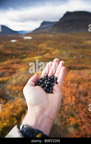 Persone di tenere in mano appena raccolto selvatica bacche blu nel deserto artico, Lapponia, Svezia Foto Stock