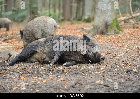 Il cinghiale (Sus scrofa) maschio grande posa sulla terra Foto Stock