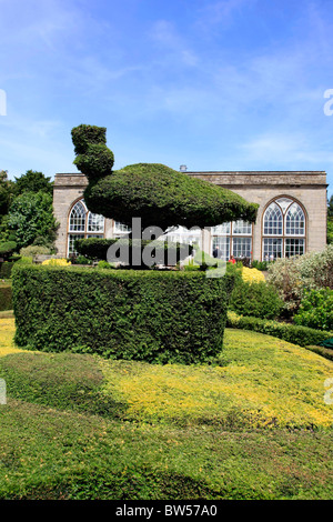 La casella ligustro siepi e topiaria da disegni nella Orangerie presso il Castello di Warwick Foto Stock