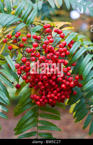 Bacche di colore rosso su una Sorbus Scarlaris Rowan albero a Batsford Foto Stock