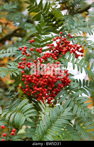 Bacche di colore rosso su una Sorbus Scarlaris Rowan albero a Batsford Foto Stock