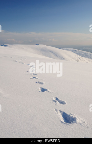 Orme nella neve su Helvellyn nel Lake District inglese Foto Stock
