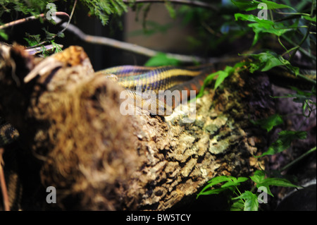 Red-Banded Snake sul lembo di albero in mezzo di fogliame Foto Stock