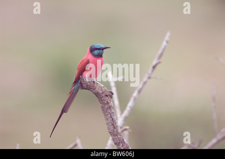 Northern carmine gruccione seduto su un ramo di Selous parco nazionale della Tanzania Foto Stock