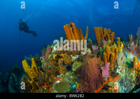 Habitat colorata barriera corallina scape Dominica Caraibi orientali Foto Stock