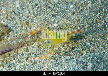 Golden coral gamberetti Stenopus scutellatus Coral Reef St Vincent Caraibi orientali Foto Stock