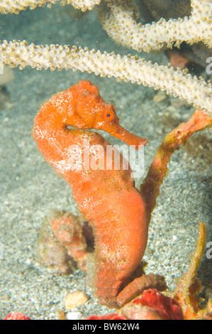 Hippocampus reidi Longsnout seahorse cavalluccio marino slanciata St Vincent Caraibi orientali Foto Stock