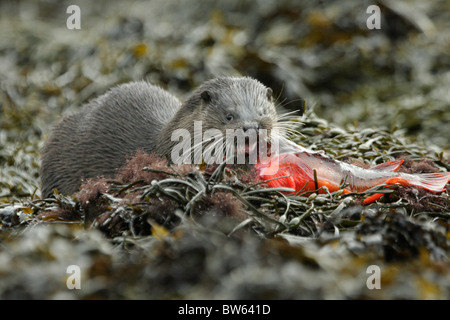 Lontra Lutra lutra grumo di mangiare pesce a ventosa su rocce costiera di Moray Firth a Inverness-shire Highland Foto Stock