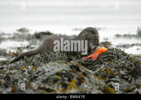 Lontra Lutra lutra grumo di mangiare pesce a ventosa su rocce costiera di Moray Firth a Inverness-shire Highland Foto Stock