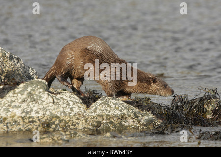 Lontra Lutra lutra camminando sulle rocce costiera di Moray Firth a Inverness-shire Highland Foto Stock