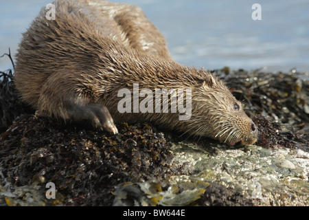 Lontra Lutra lutra pelliccia di sfregamento su rocce costiera di Moray Firth a Inverness-shire Highland Foto Stock