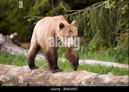 Orso grizzly Ursus arctos horribilis ingresso cavaliere della Columbia Britannica Foto Stock