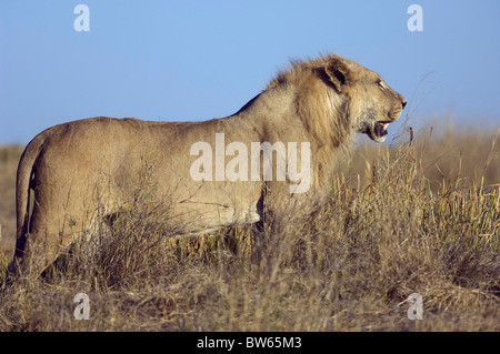 Giovane maschio lion in piedi nella lunga grassin luce della sera Duba Plains Okavango Delta Foto Stock