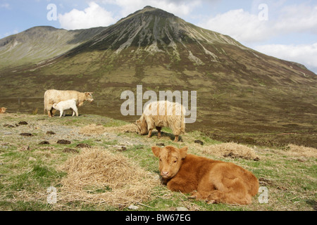 Highland mucca bovini domestici Bos tarus vitelli con Foto Stock