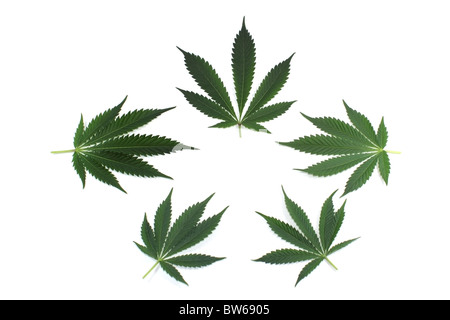 La marijuana ( cannabis ) lascia disposti per lo sfondo o il logo. Isolato su bianco Foto Stock