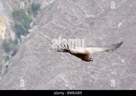 Condor andino in deltaplano Canyon del Colca nei pressi di Arequipa, Perù. Foto Stock