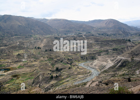 Terreni agricoli terrazzati nel Canyon del Colca nei pressi di Arequipa, Perù, Sud America. Foto Stock