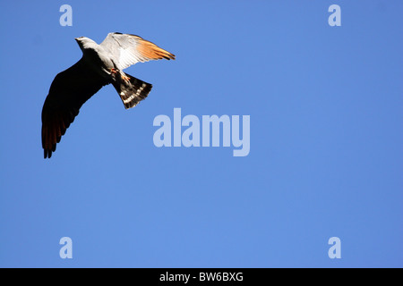 Plumbeous Kite in volo che mostra la sua rufous patch primario di piume, Tambopata Riserva, giungla amazzonica, Perù, Sud America. Foto Stock