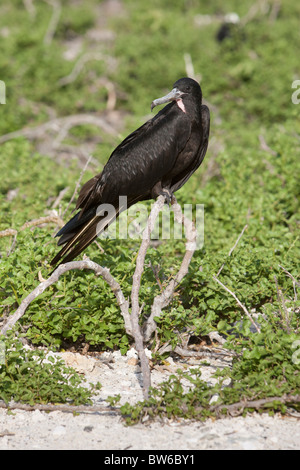 Magnifica Frigatebird (Fregata magnificens), maschio immaturi in appoggio sulla isola Genovesa, Galapagos. Foto Stock