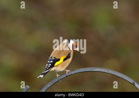 Adulto Cardellino poggiante su un Bird Feeder Foto Stock