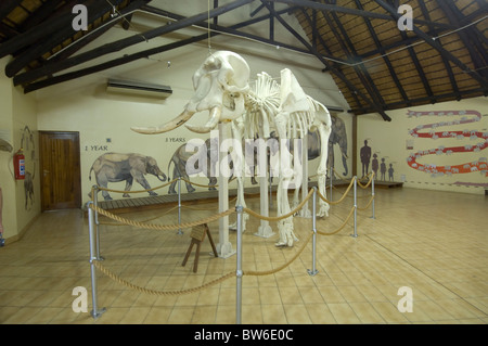 Letaba Rest Camp Elephant Museo Parco Nazionale Kruger Sud Africa Foto Stock