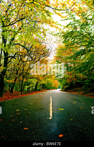 Paesaggio autunnale con una bella strada con alberi colorati Foto Stock