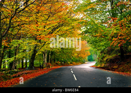 Paesaggio autunnale con una bella strada con alberi colorati Foto Stock