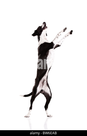 Splendida razza cane, in piedi su sfondo bianco Foto Stock