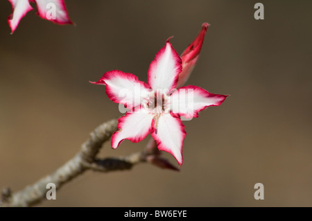 Impala Lily Adenium multiflorum Letaba Rest Camp Parco Nazionale Kruger Sud Africa Foto Stock