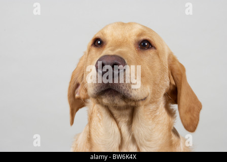 Golden Labrador retriever chiamato Lester. Egli è di 6 mesi di età. Foto Stock