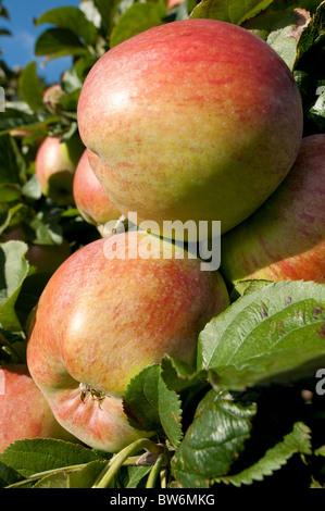 Mele pronte per essere raccolte in Kent frutteti Foto Stock