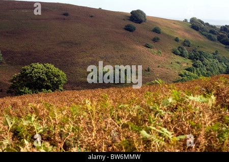 Alberi di quercia crescente tra i bracken pendenze coperte di Sugar Loaf Mynydd Pen-y-caduta Abergavenny Monmouthshire Galles Foto Stock