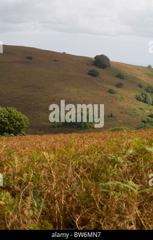 Alberi di quercia crescente tra i bracken pendenze coperte di Sugar Loaf Mynydd Pen-y-caduta Abergavenny Monmouthshire Galles Foto Stock