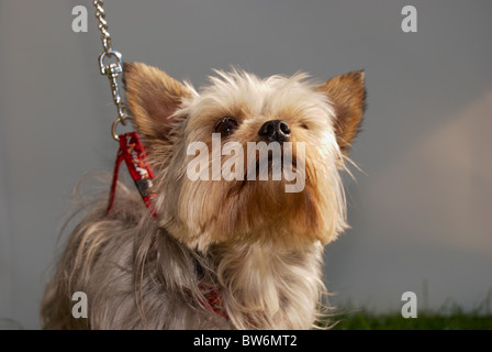 Yorkshire Terrier al rosa Dog Show in Manchester. Foto Stock