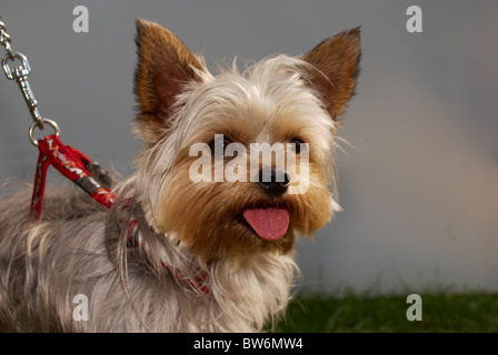 Yorkshire Terrier al rosa Dog Show in Manchester. Foto Stock