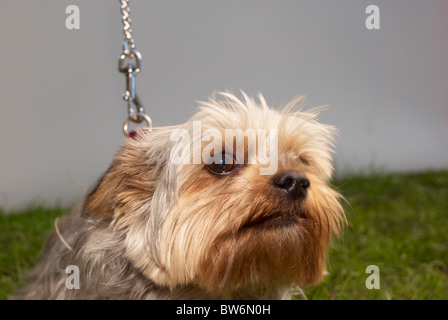 Yorkshire Terrier al rosa Dog Show in Manchester. Foto Stock